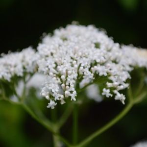 Meet your Posher, Joanna